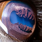 Super-Macro Photography